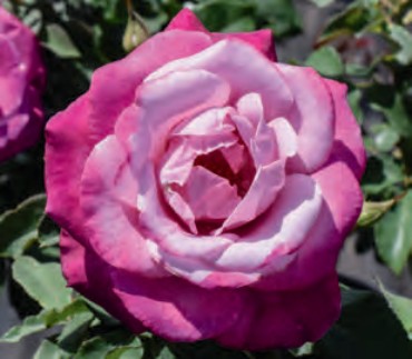 Rose - Fragrant Plum