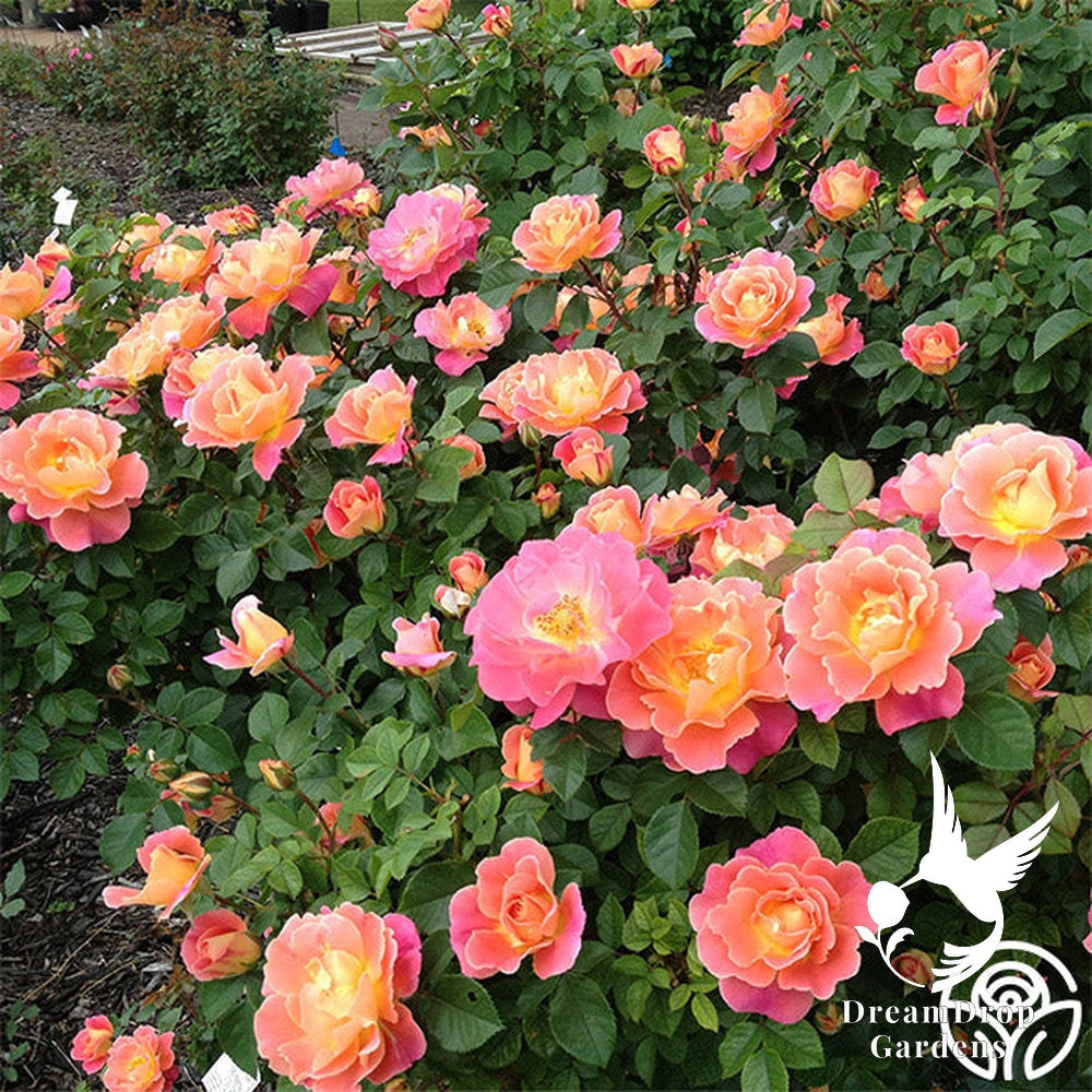 Rose - Fruity Petals — DreamDrop Gardens photo 10