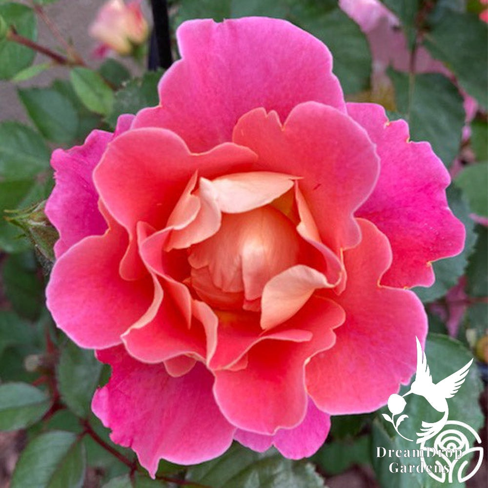 Rose - Fruity Petals — DreamDrop Gardens photo 11