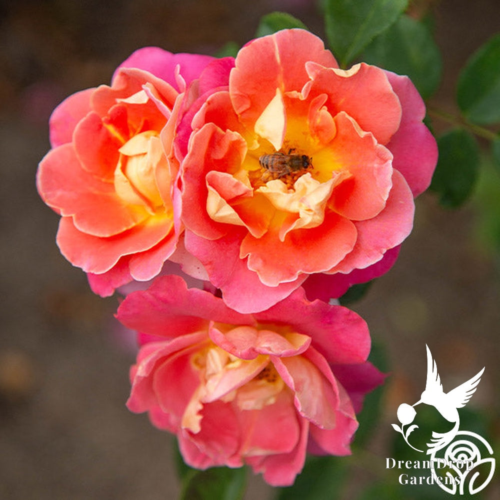 Rose - Fruity Petals — DreamDrop Gardens photo 12