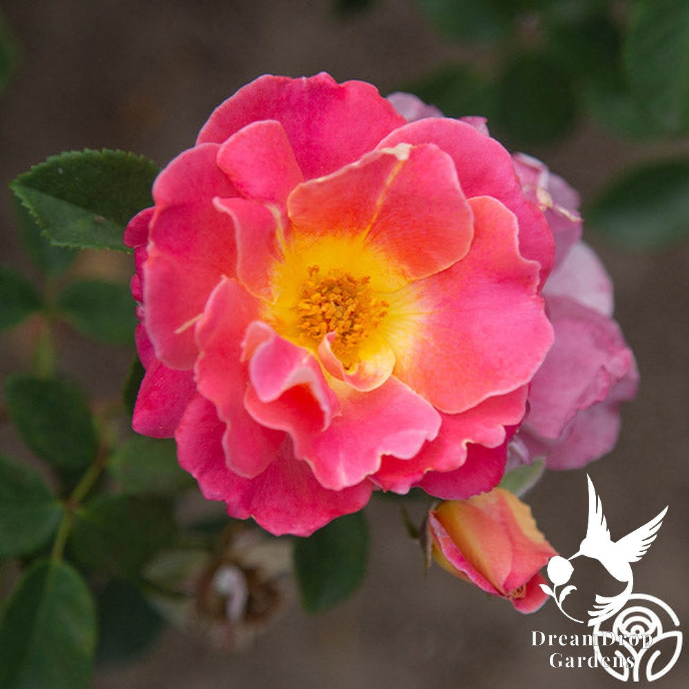 Rose - Fruity Petals — DreamDrop Gardens photo 13