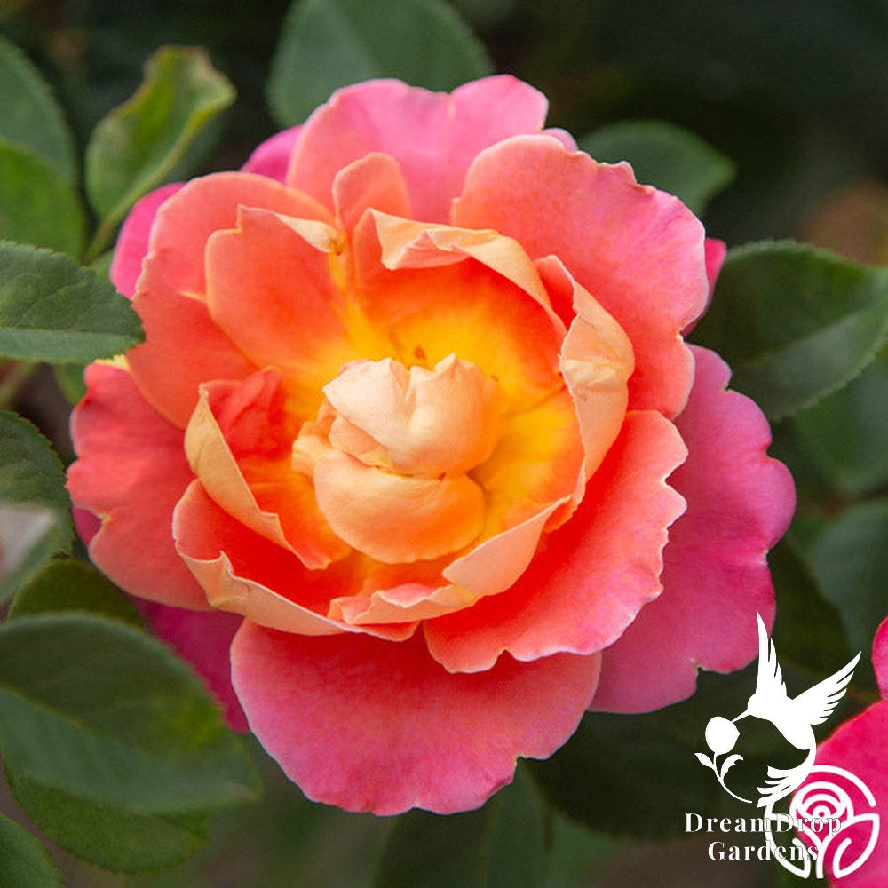 Rose - Fruity Petals — DreamDrop Gardens photo 14