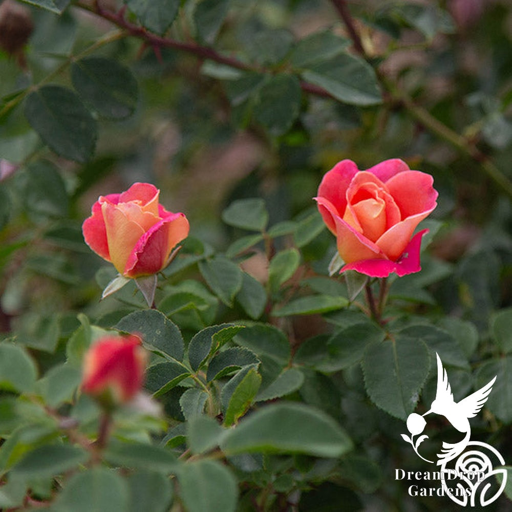 Rose - Fruity Petals — DreamDrop Gardens photo 15