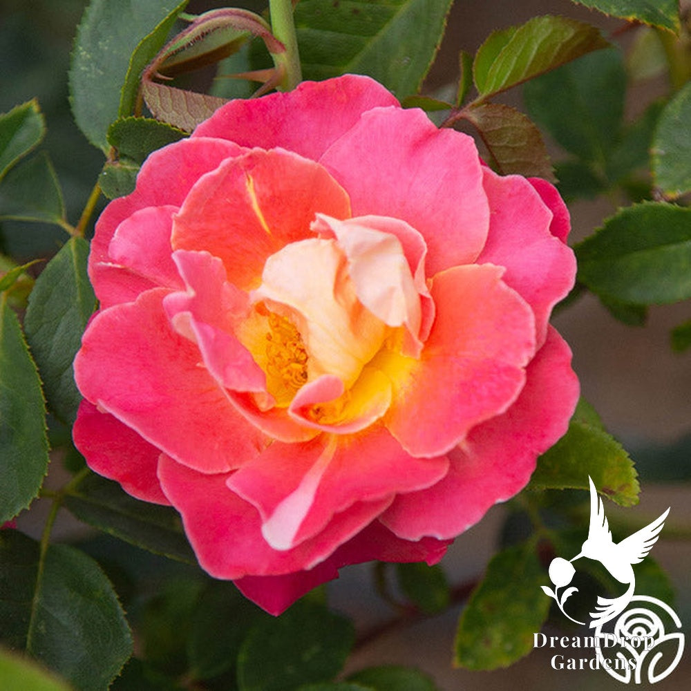 Rose - Fruity Petals — DreamDrop Gardens photo 16
