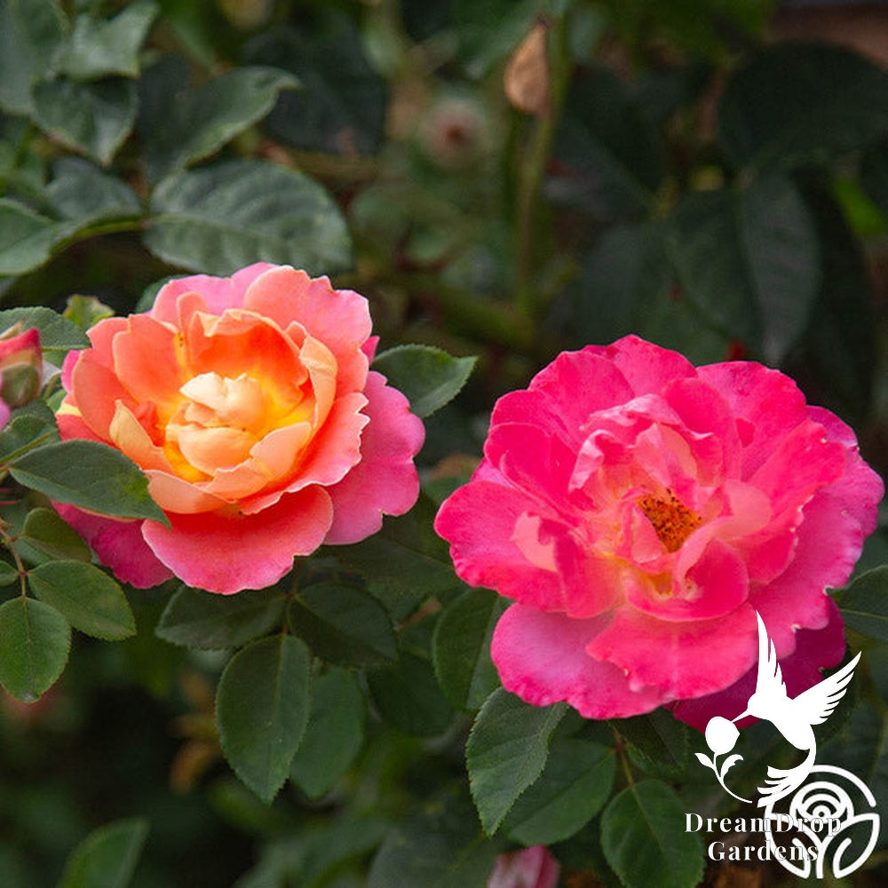 Rose - Fruity Petals — DreamDrop Gardens photo 17