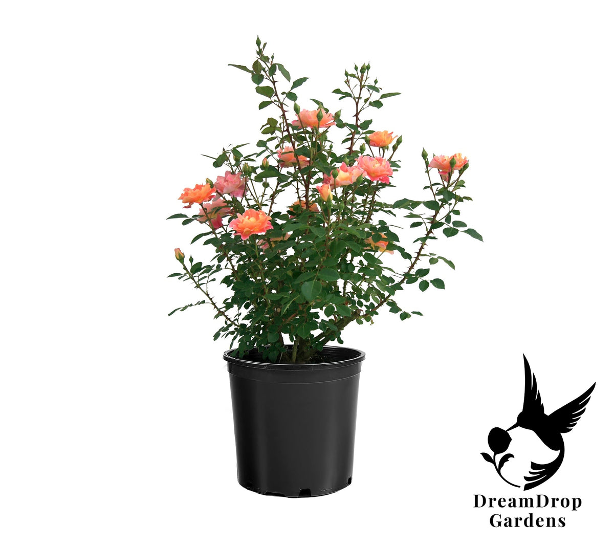 Rose - Fruity Petals — DreamDrop Gardens photo 18
