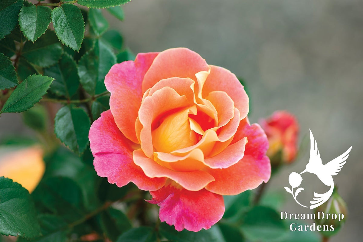 Rose - Fruity Petals — DreamDrop Gardens photo 19