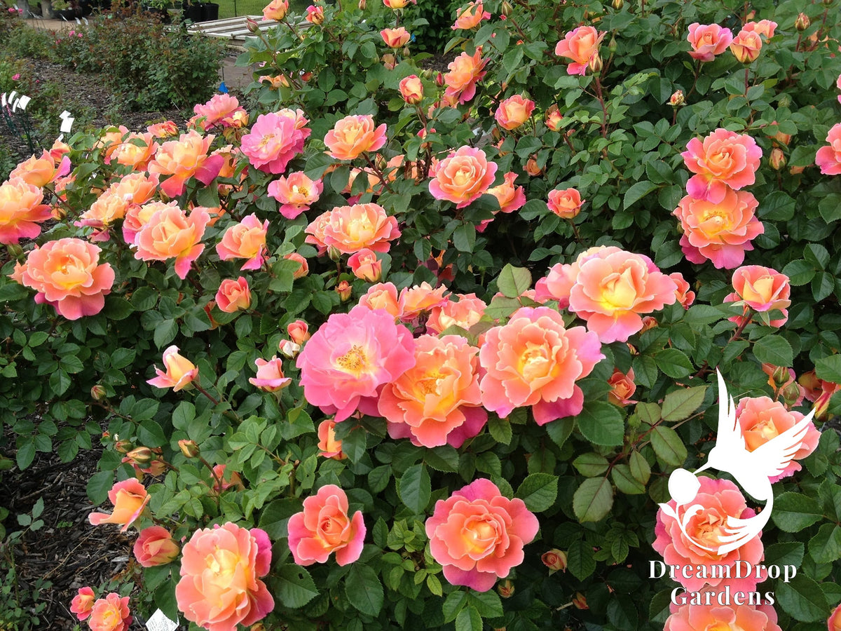 Rose - Fruity Petals — DreamDrop Gardens photo 20