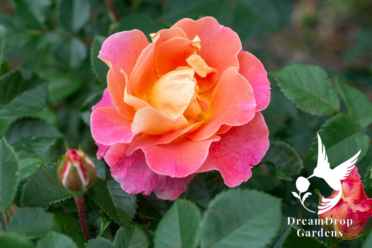 Rose - Fruity Petals — DreamDrop Gardens photo 21
