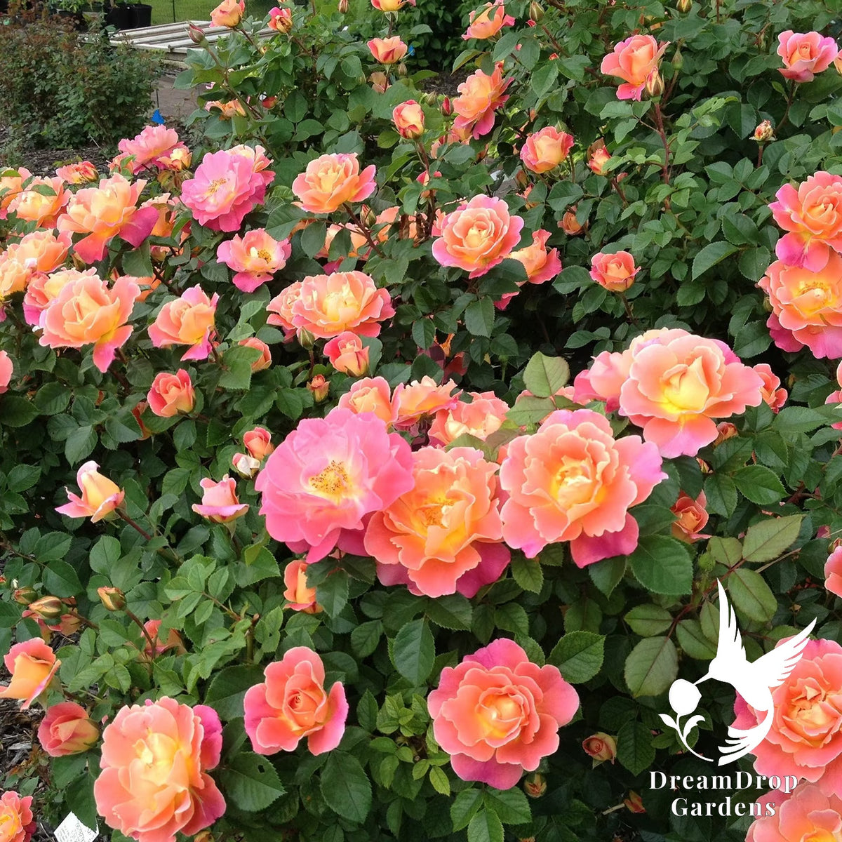 Rose - Fruity Petals — DreamDrop Gardens photo 2