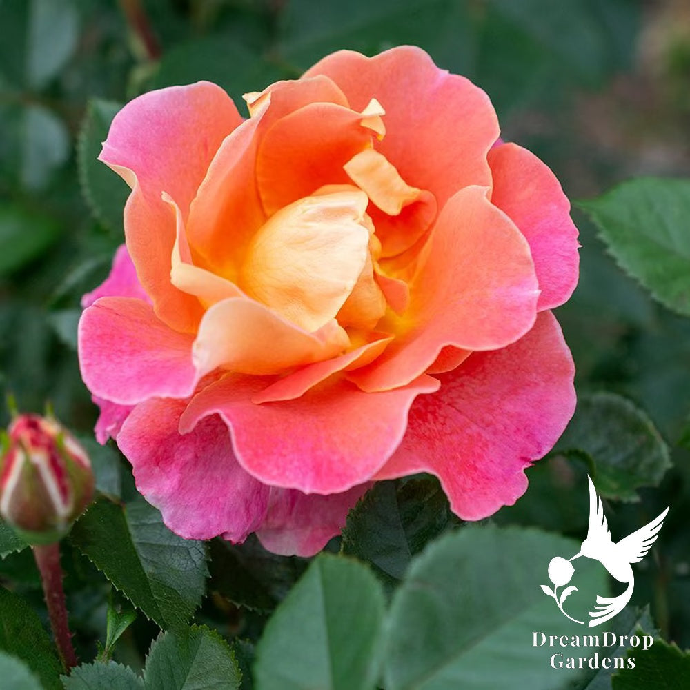 Rose - Fruity Petals — DreamDrop Gardens photo 3