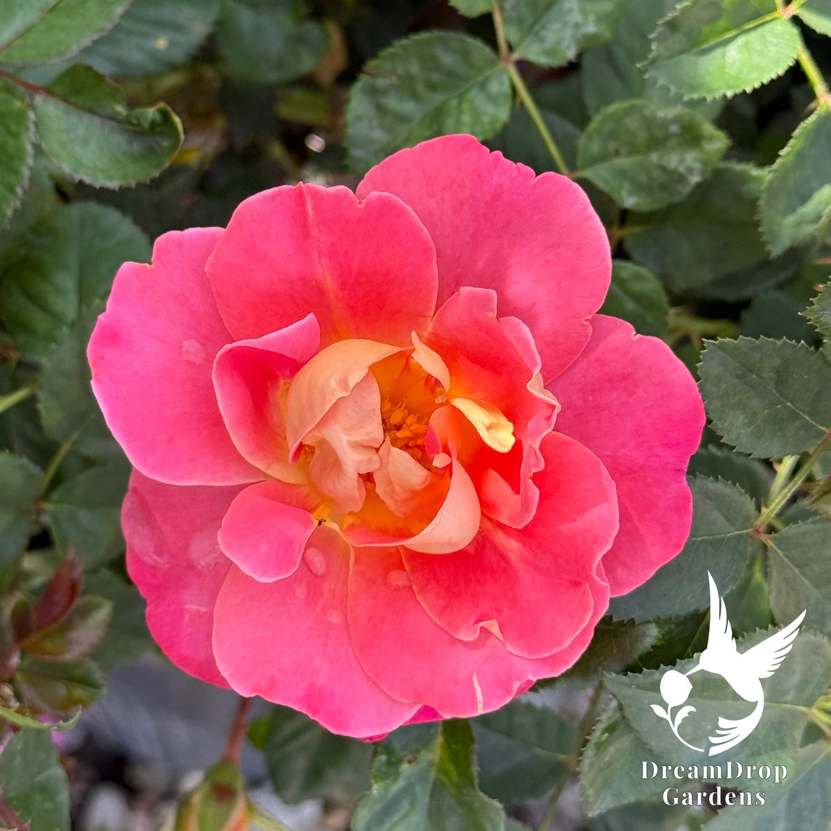 Rose - Fruity Petals — DreamDrop Gardens photo 4