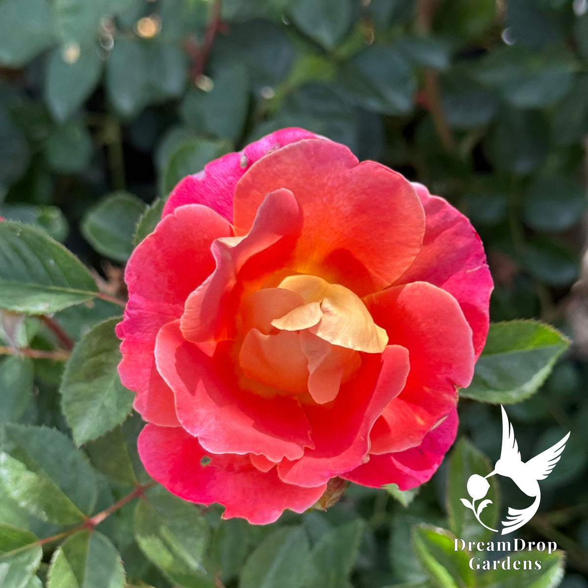 Rose - Fruity Petals — DreamDrop Gardens photo 5