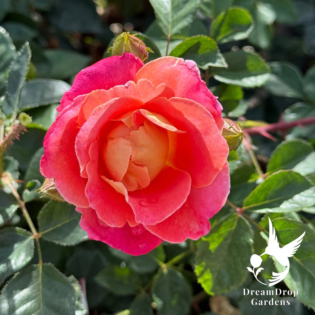 Rose - Fruity Petals — DreamDrop Gardens photo 6