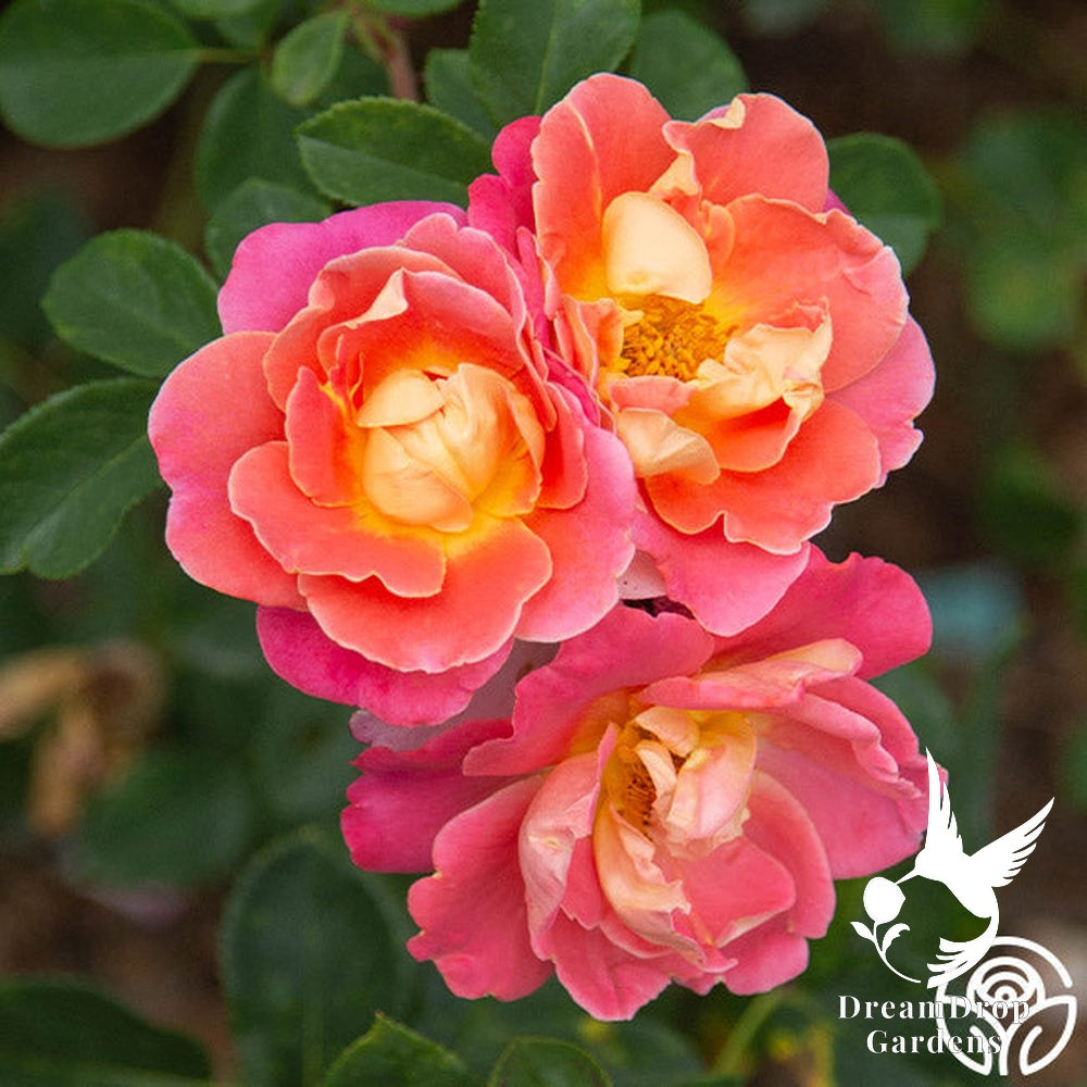 Rose - Fruity Petals — DreamDrop Gardens photo 7