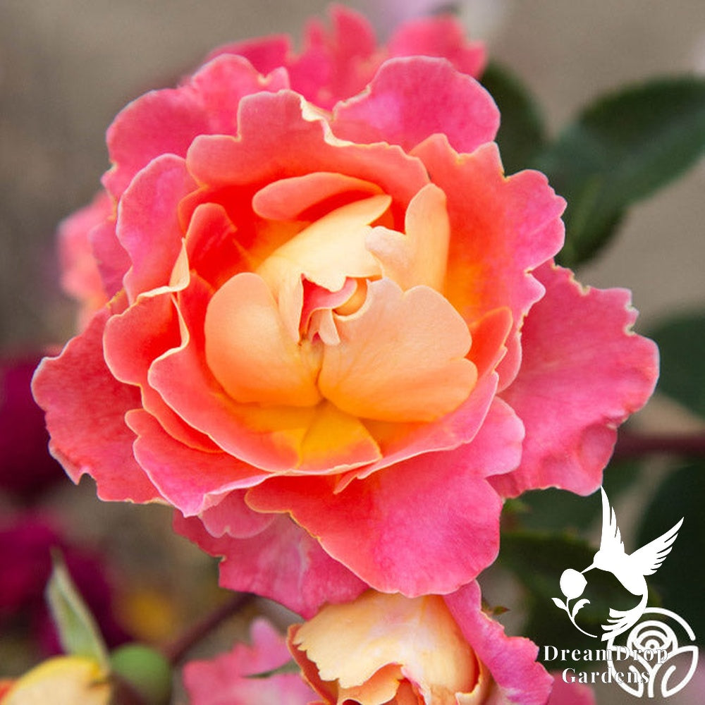 Rose - Fruity Petals — DreamDrop Gardens photo 8