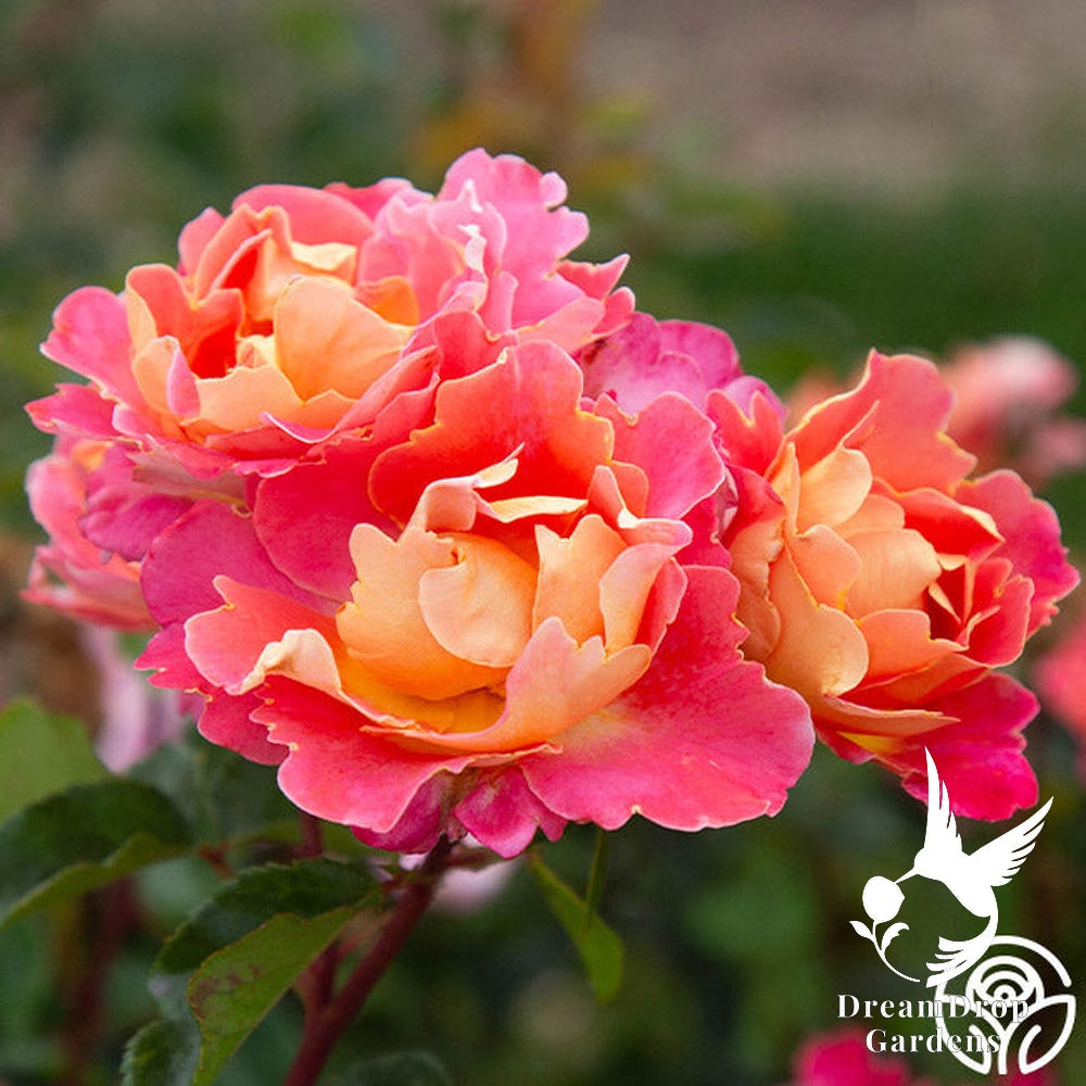 Rose - Fruity Petals — DreamDrop Gardens photo 9