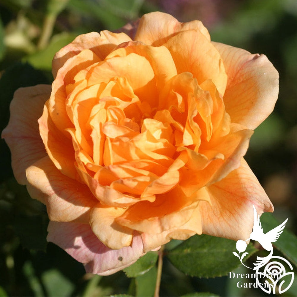 Rose - Garden Sun — DreamDrop Gardens photo 1