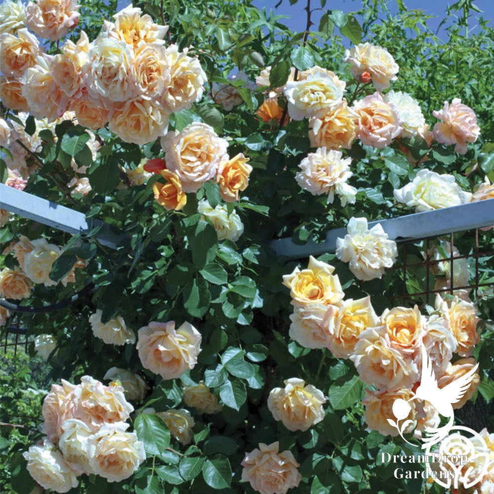 Rose - Garden Sun — DreamDrop Gardens photo 2