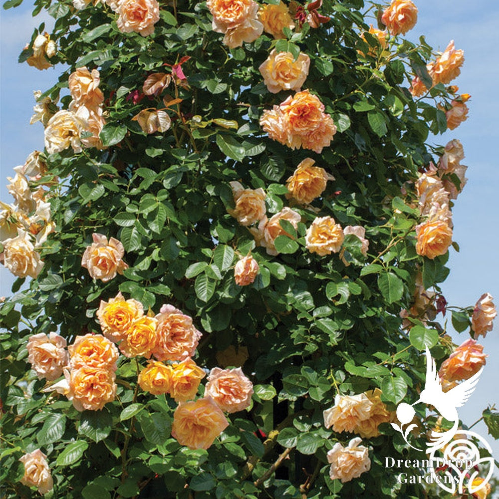 Rose - Garden Sun — DreamDrop Gardens photo 3