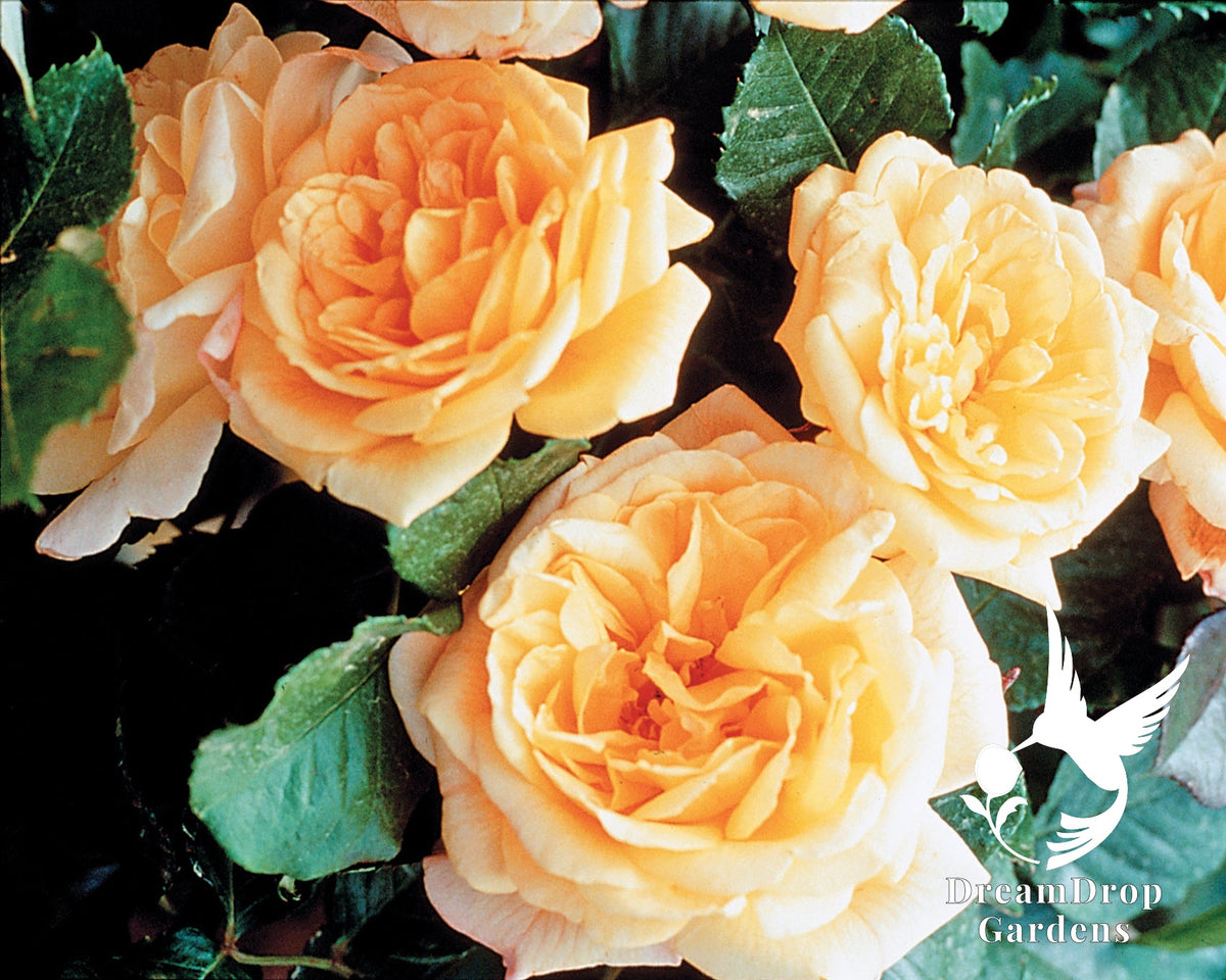 Rose - Garden Sun — DreamDrop Gardens photo 4