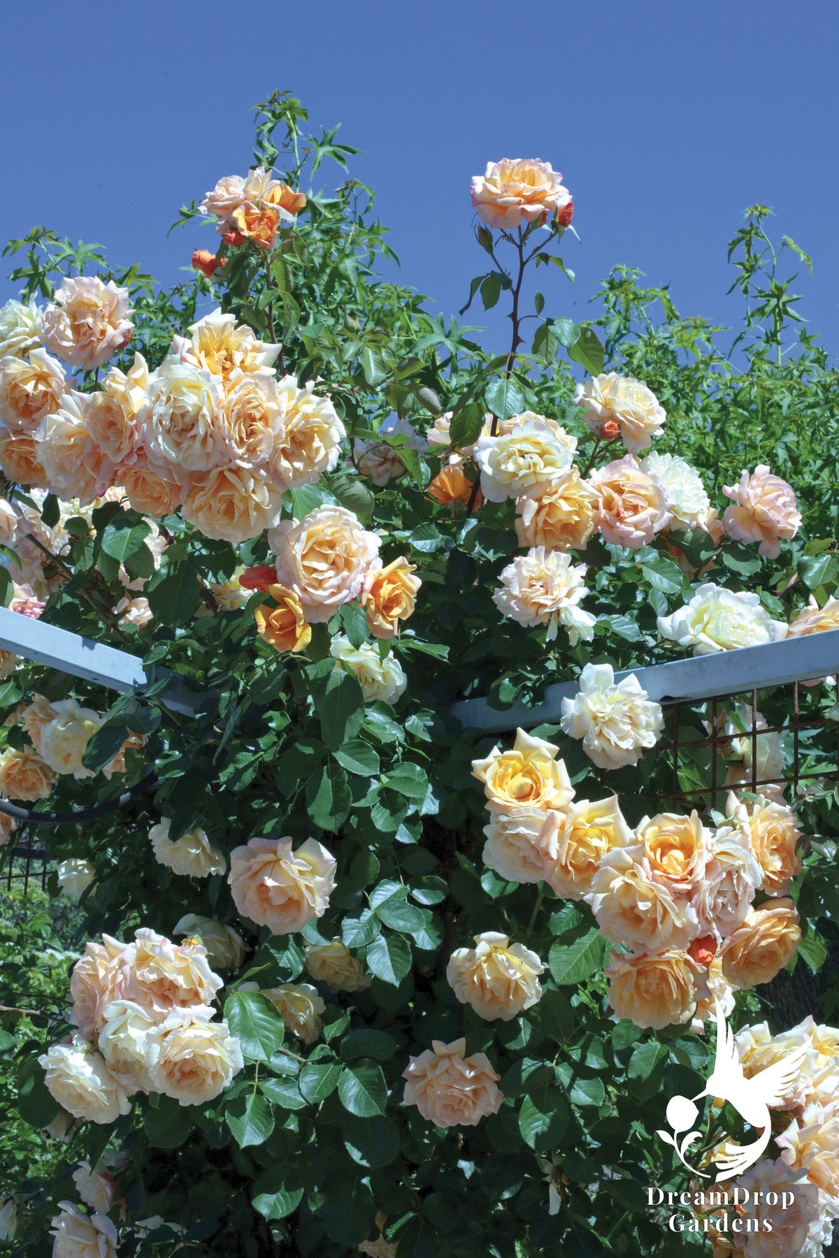 Rose - Garden Sun — DreamDrop Gardens photo 5