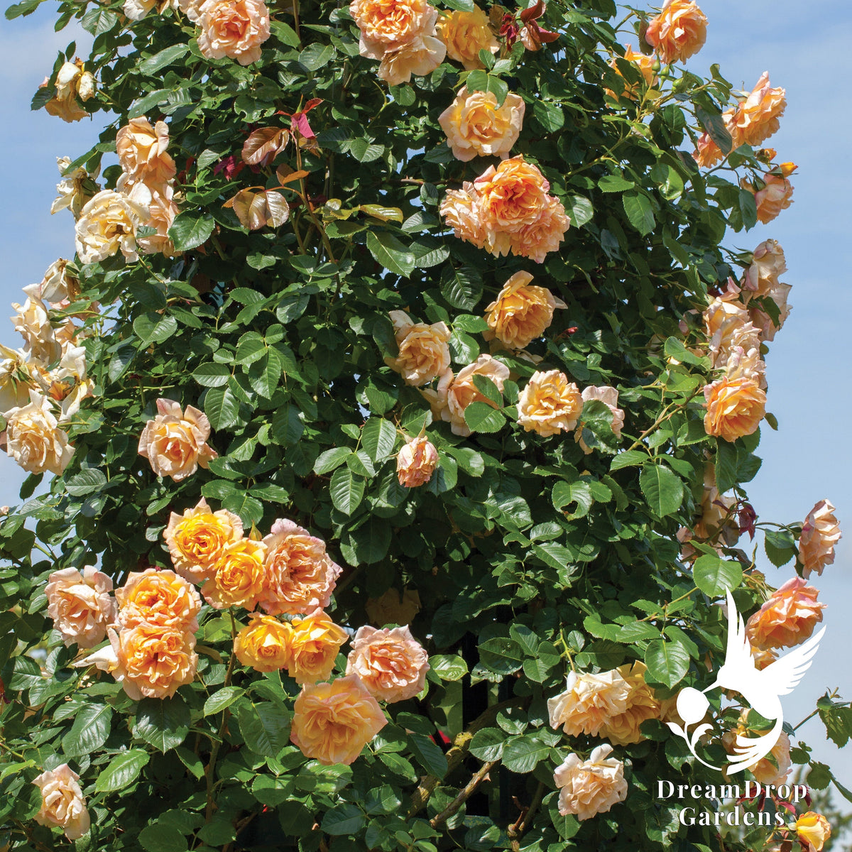 Rose - Garden Sun — DreamDrop Gardens photo 6