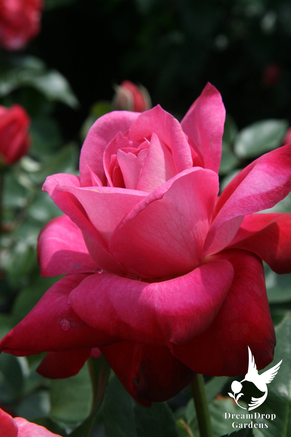 Rose - Girl's Night Out — DreamDrop Gardens photo 10