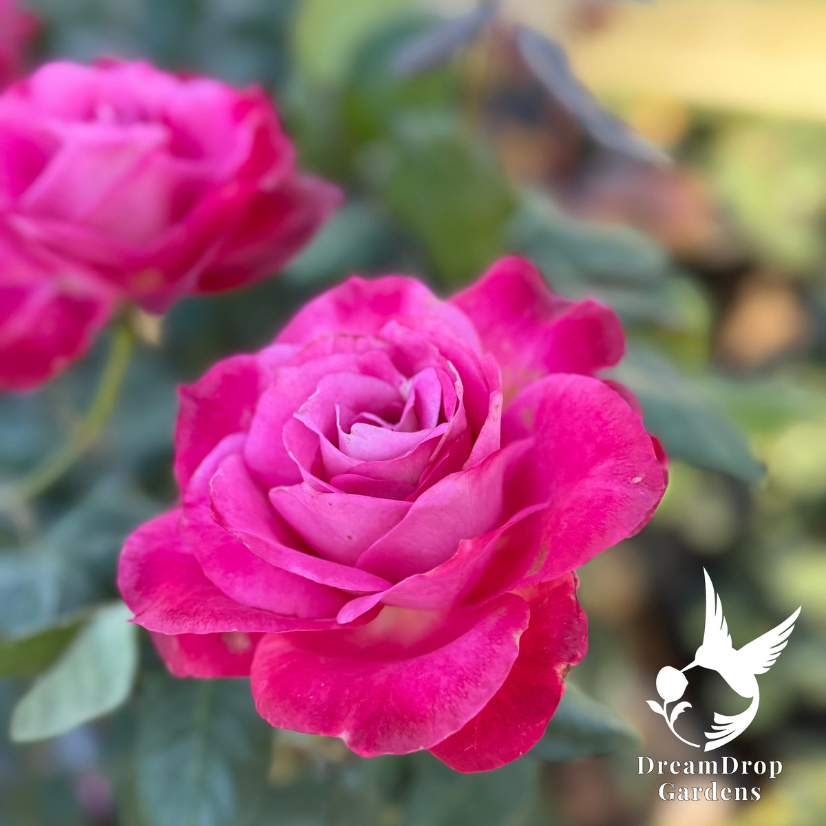 Rose - Girl's Night Out — DreamDrop Gardens photo 1