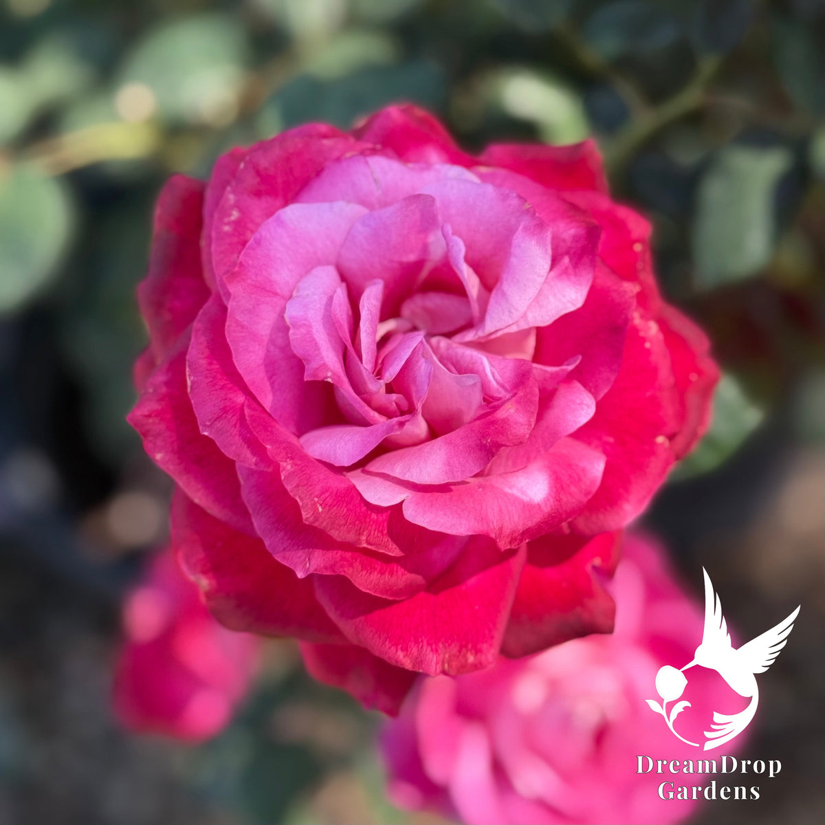 Rose - Girl's Night Out — DreamDrop Gardens photo 2