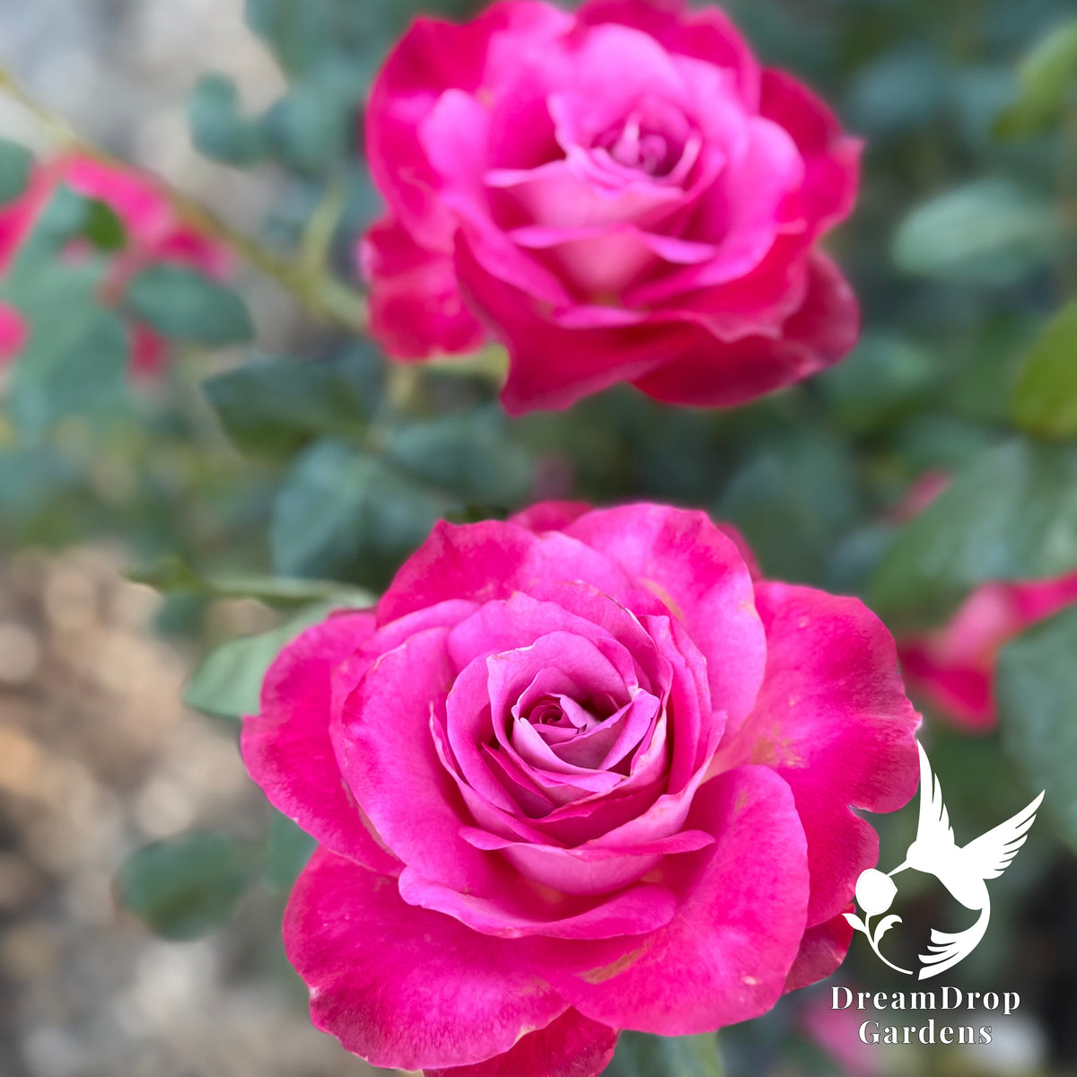Rose - Girl's Night Out — DreamDrop Gardens photo 3