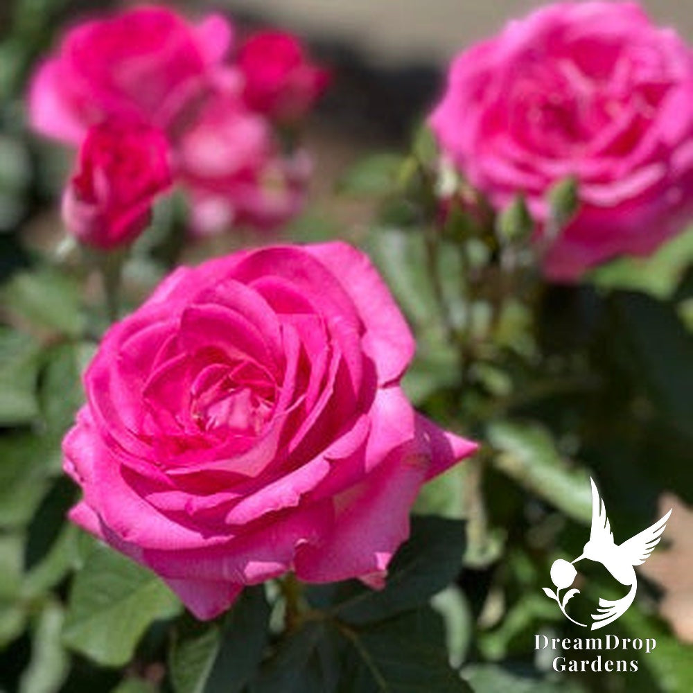 Rose - Girl's Night Out — DreamDrop Gardens photo 4