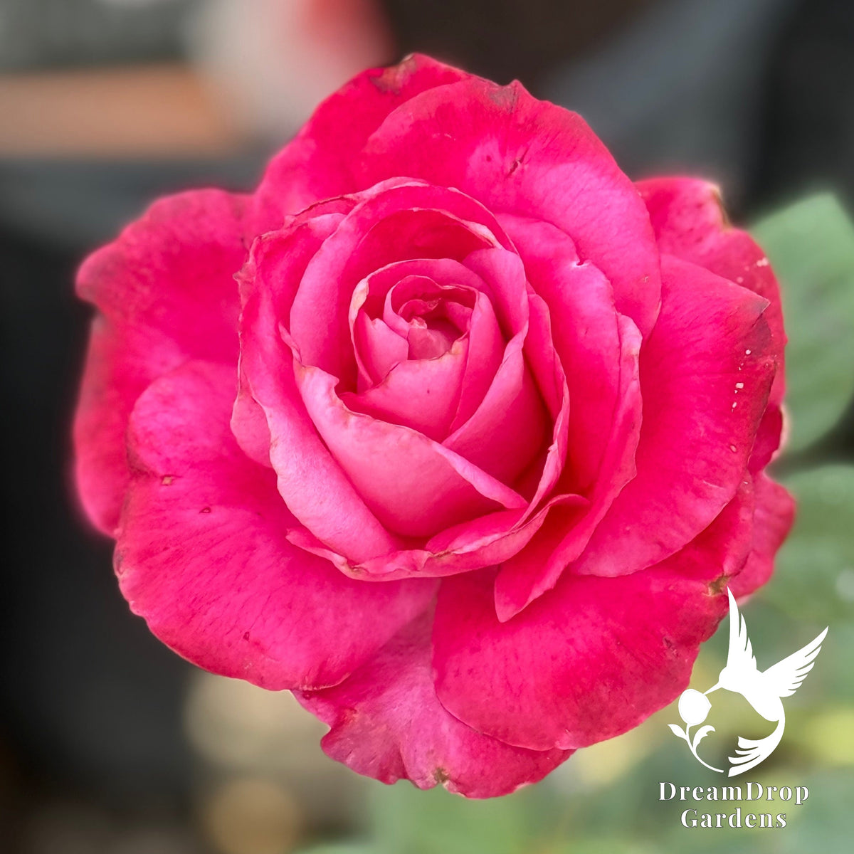 Rose - Girl's Night Out — DreamDrop Gardens photo 5