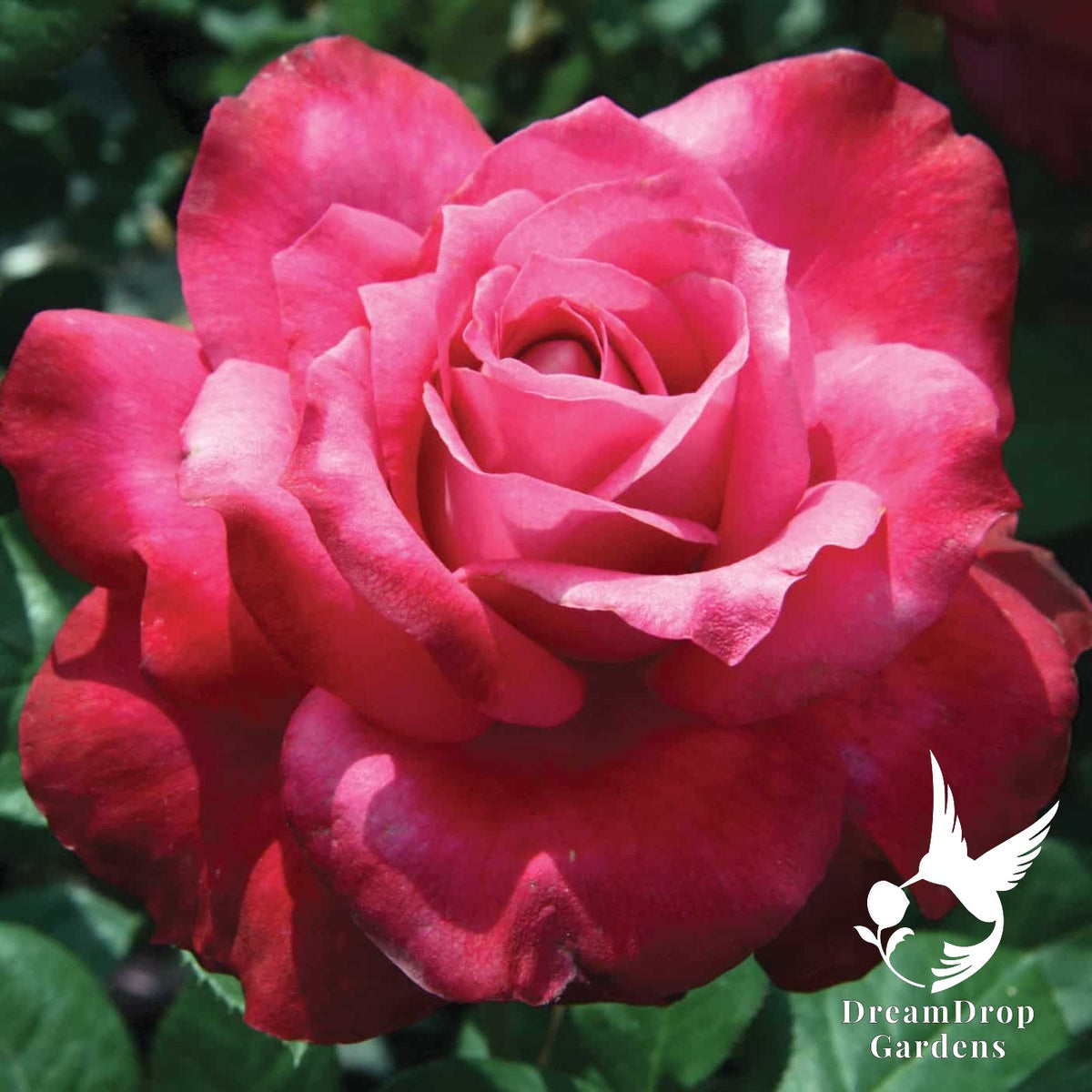 Rose - Girl's Night Out — DreamDrop Gardens photo 6