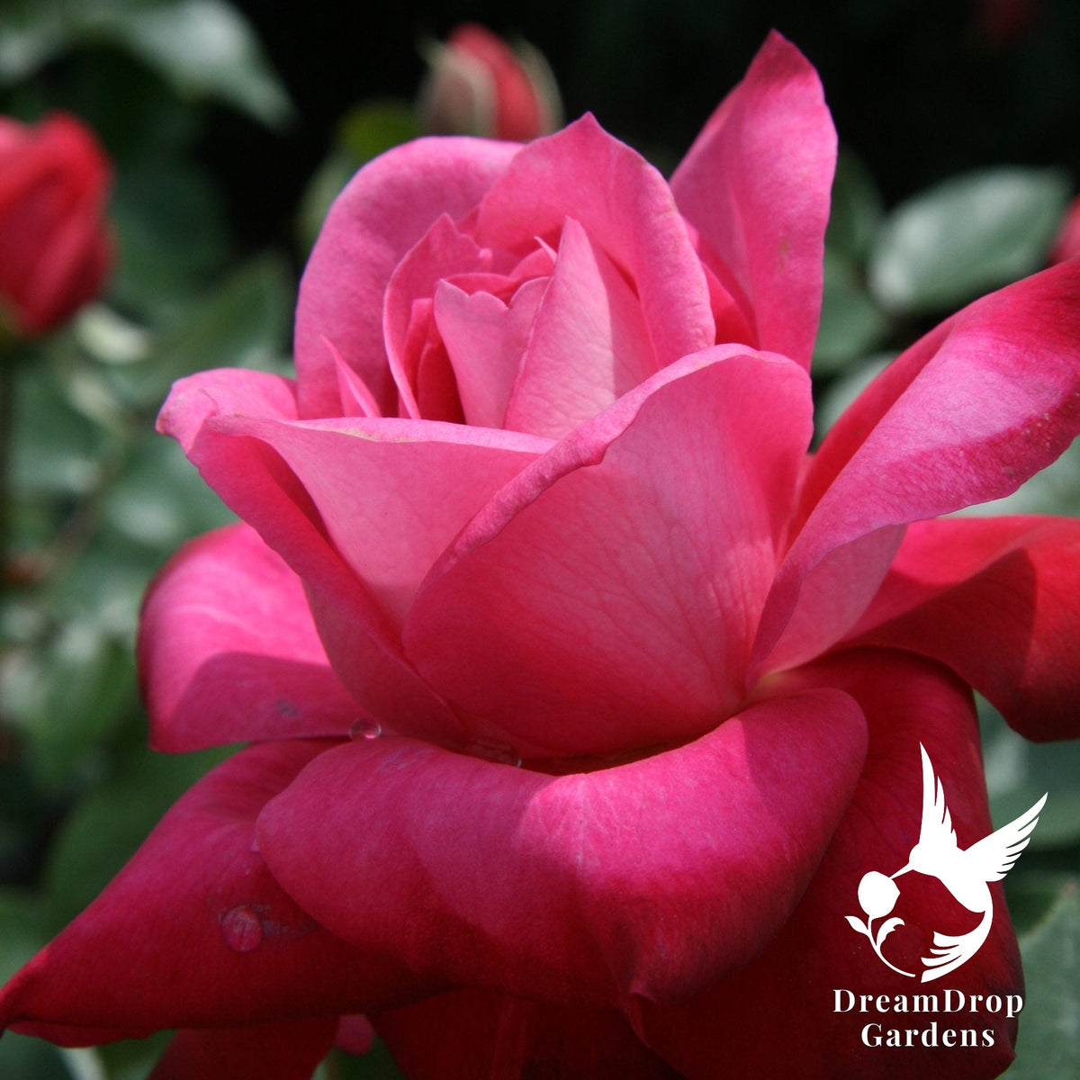 Rose - Girl's Night Out — DreamDrop Gardens photo 7