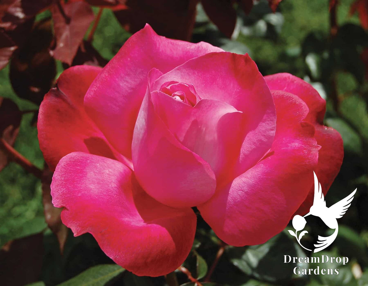 Rose - Girl's Night Out — DreamDrop Gardens photo 8