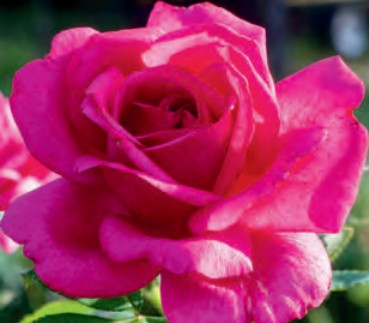 Rose - Givenchy