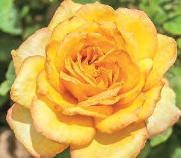 Rose - Gold Medal