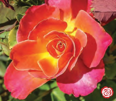Rose - Granada
