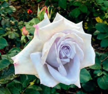 Rose - Grande Dame