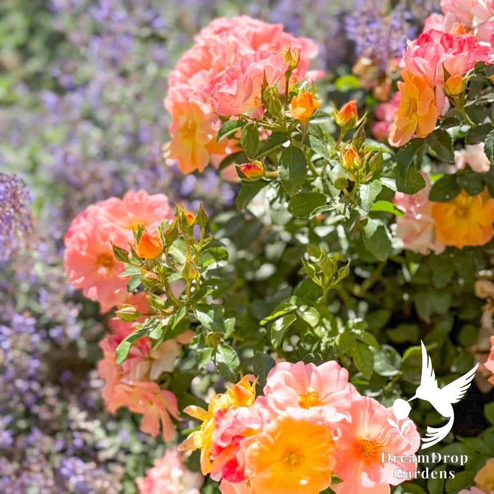 Rose - Apricot Drift — DreamDrop Gardens photo 13