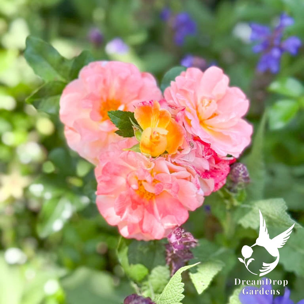 Rose - Apricot Drift — DreamDrop Gardens photo 15