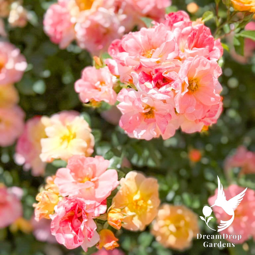 Rose - Apricot Drift — DreamDrop Gardens photo 16