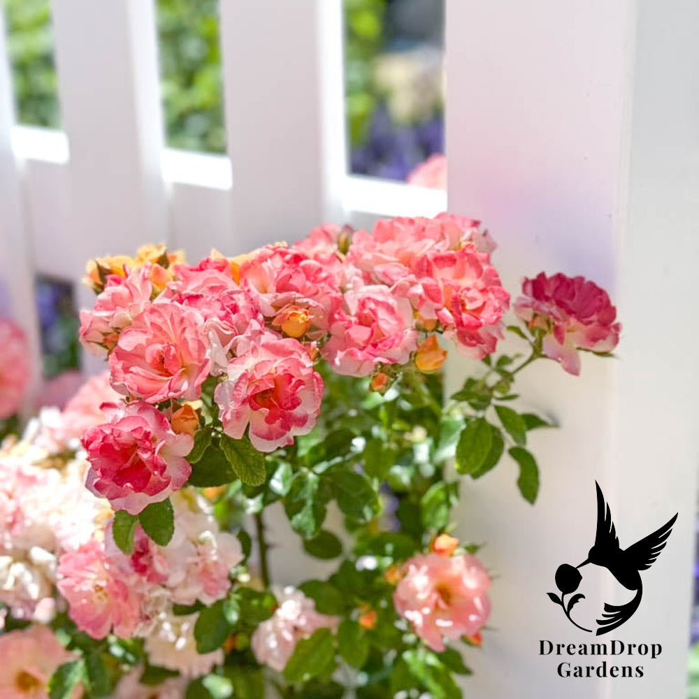 Rose - Apricot Drift — DreamDrop Gardens photo 18