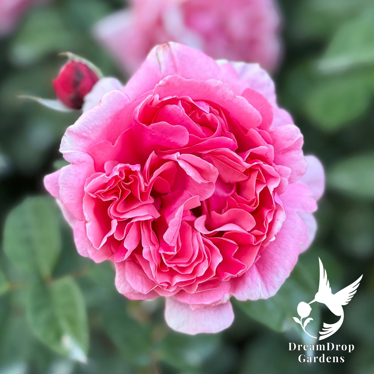Rose - Apricot Drift — DreamDrop Gardens photo 19