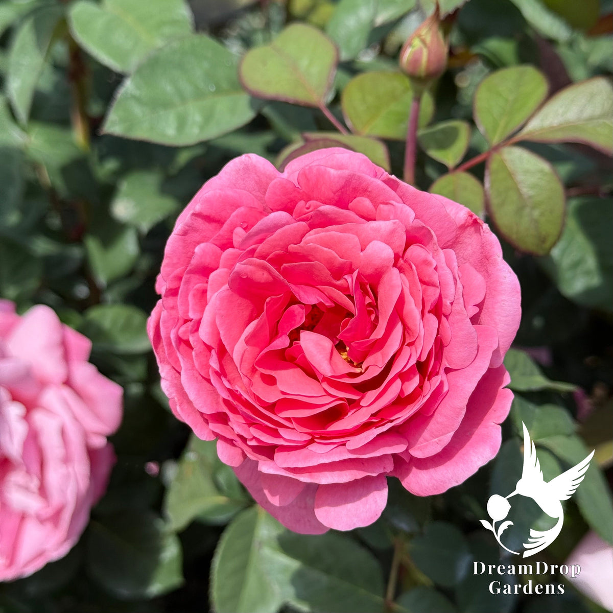 Rose - Apricot Drift — DreamDrop Gardens photo 1