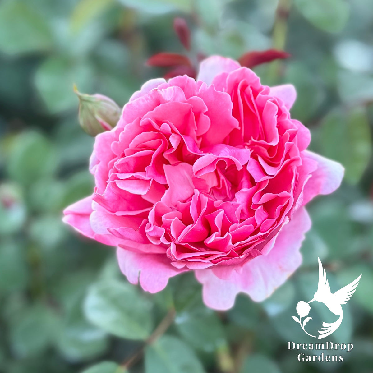 Rose - Apricot Drift — DreamDrop Gardens photo 21