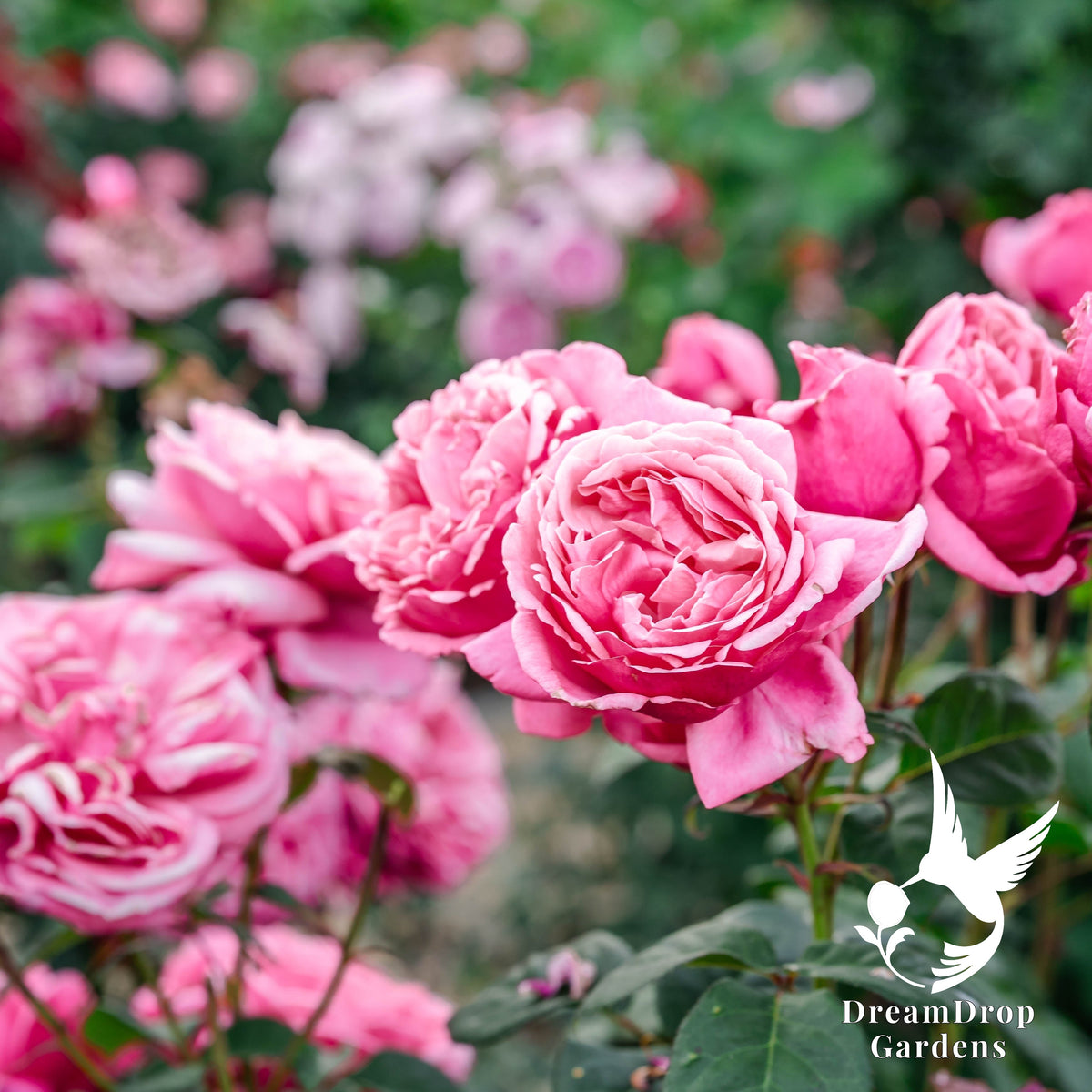 Rose - Apricot Drift — DreamDrop Gardens photo 23