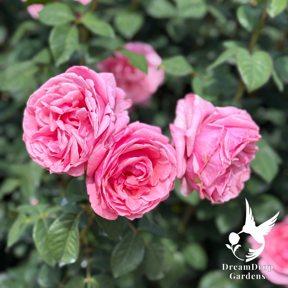 Rose - Apricot Drift — DreamDrop Gardens photo 25