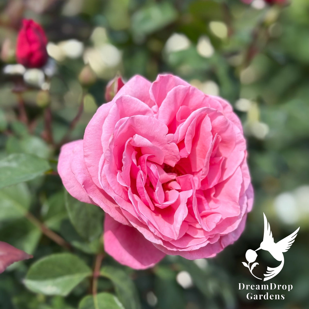 Rose - Apricot Drift — DreamDrop Gardens photo 28